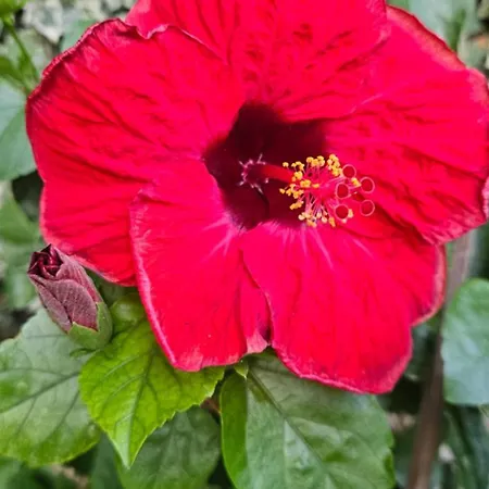 Anthea Bed & Breakfast